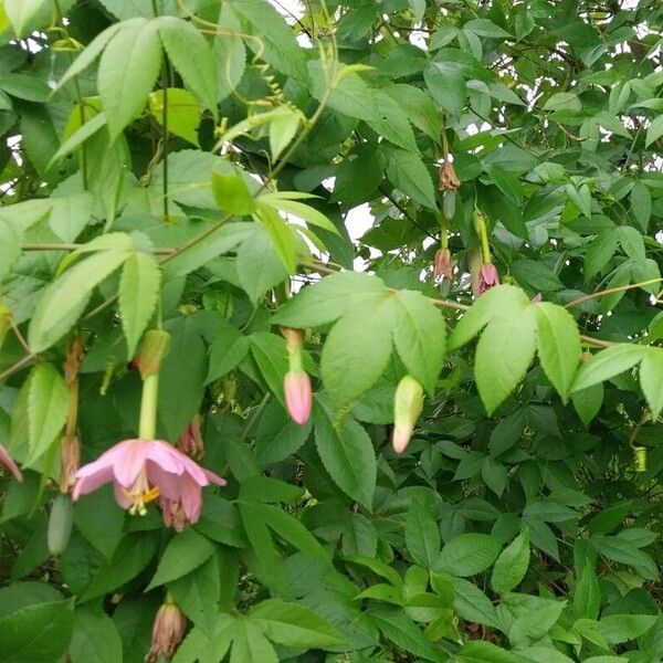 Passiflora tripartita Flor