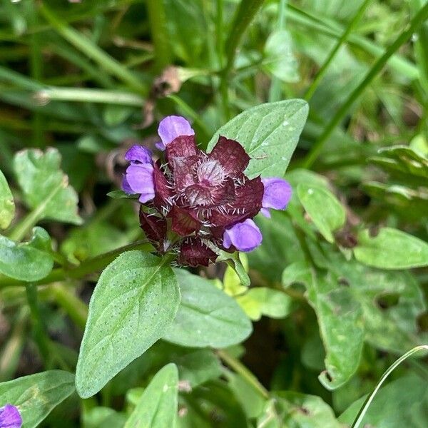 Prunella vulgaris 花