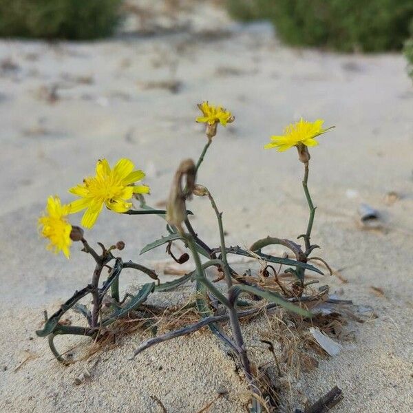 Launaea fragilis Flors