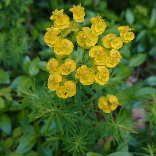 Euphorbia cyparissias പുഷ്പം