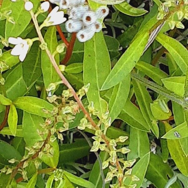 Lysimachia clethroides Bark