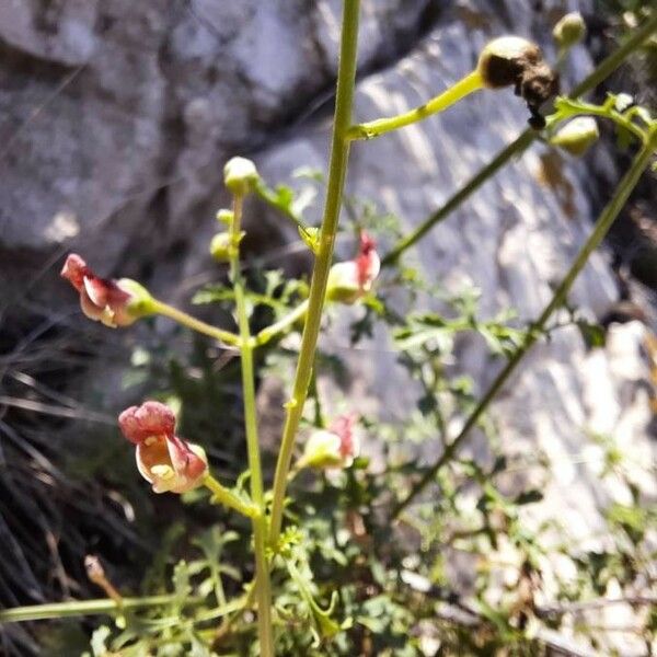 Scrophularia lucida Flower