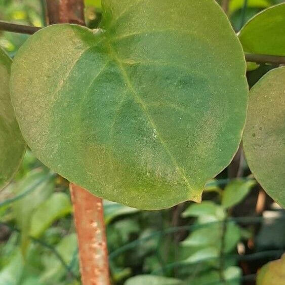 Anredera cordifolia Leaf