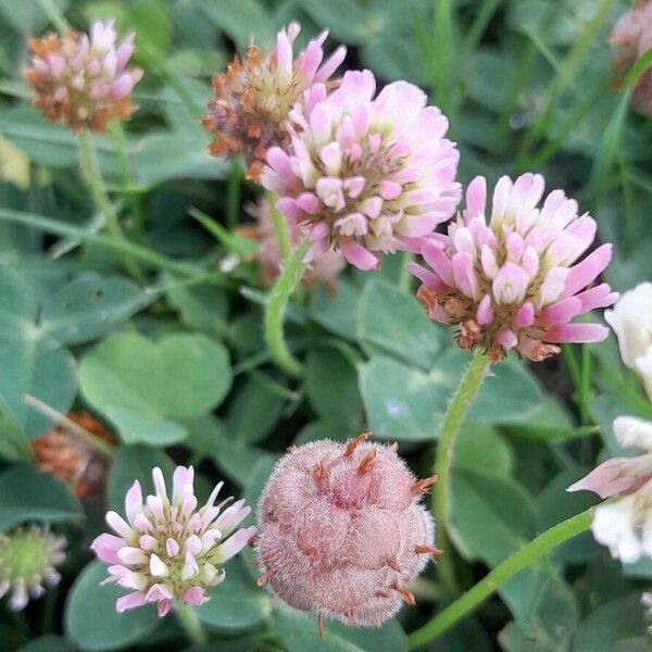 Trifolium fragiferum Flower