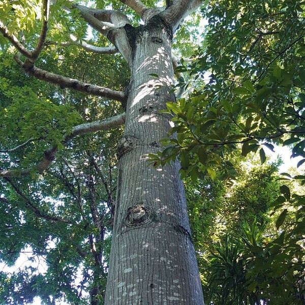 Ceiba pentandra ശീലം