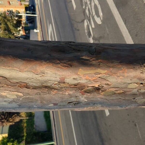 Lagerstroemia indica Bark