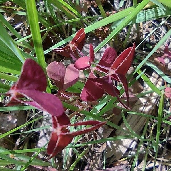 Oxalis corniculata ফুল