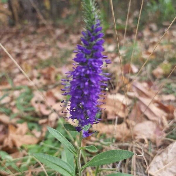 Veronica spicata Цветок