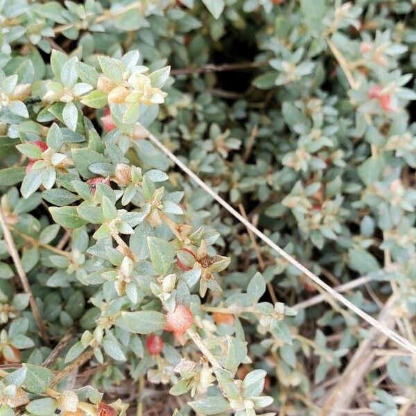 Atriplex semibaccata Frunză