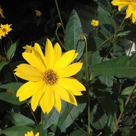 Helianthus tuberosus Цвят