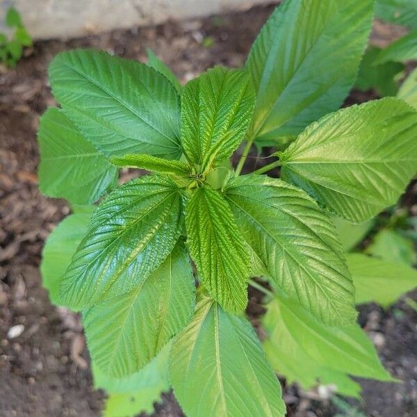 Corchorus aestuans Hoja