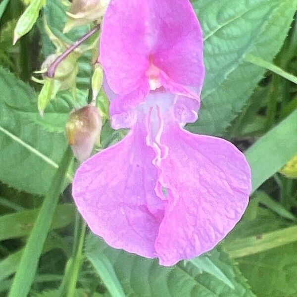 Impatiens glandulifera Õis