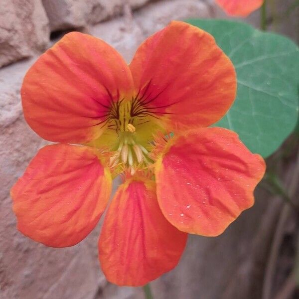 Tropaeolum minus പുഷ്പം