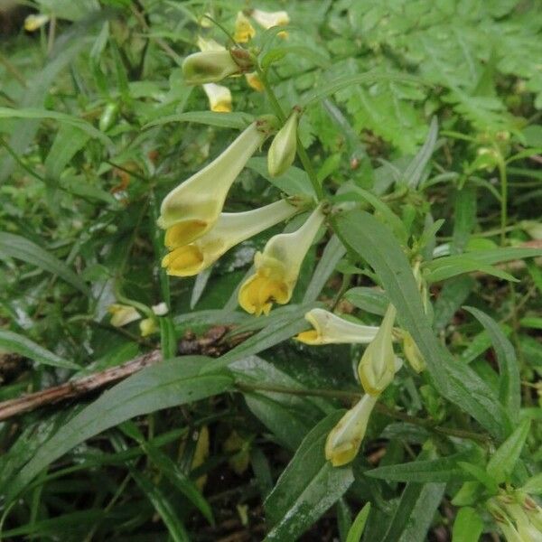 Melampyrum pratense 花