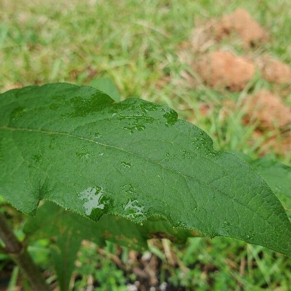 Silphium asteriscus Folha