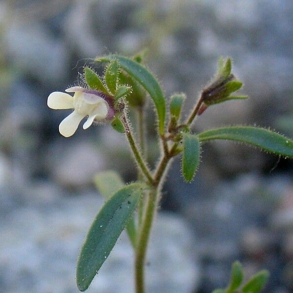 Chaenorhinum minus Floare