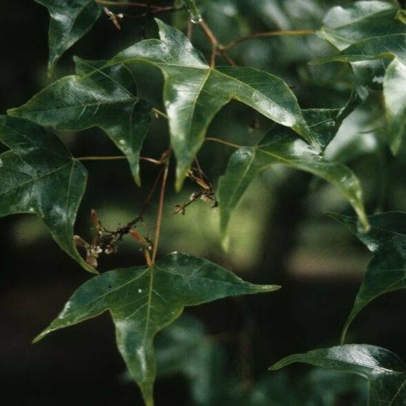 Acer oliverianum Leht