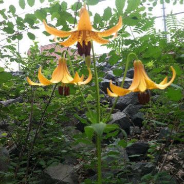 Lilium canadense Flower