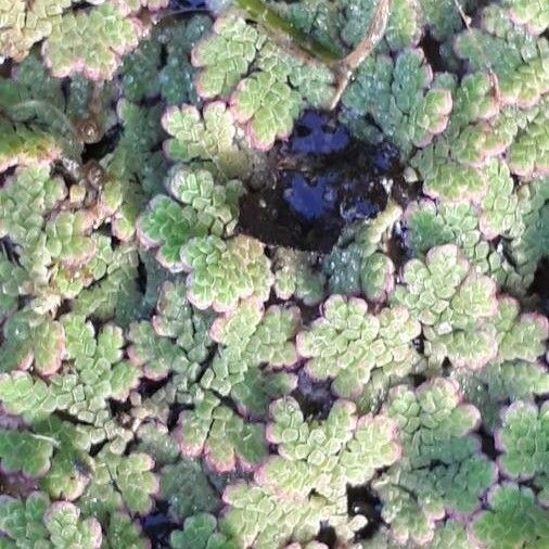 Azolla filiculoides Flor