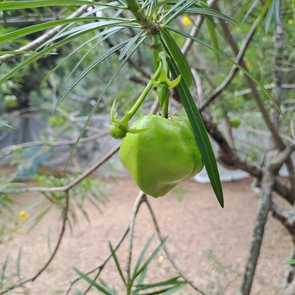 Cascabela thevetia Fruto