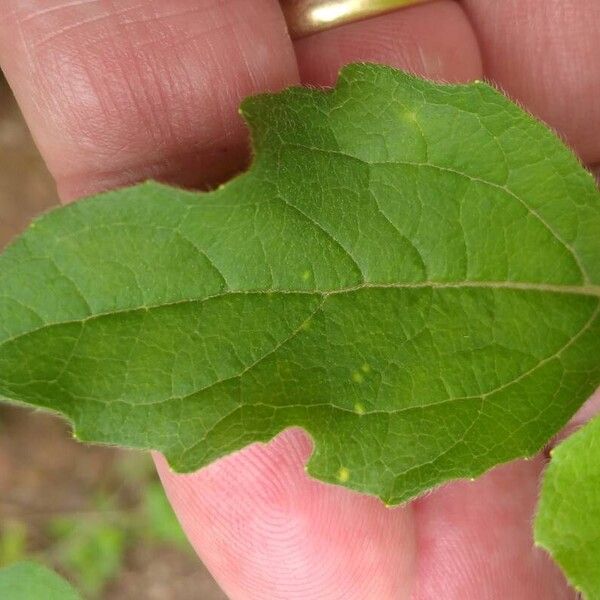 Acanthospermum hispidum Blad