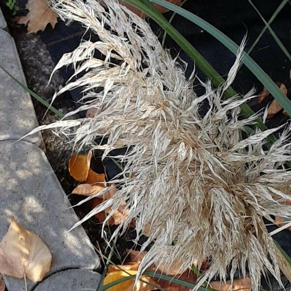 Achnatherum calamagrostis Blüte