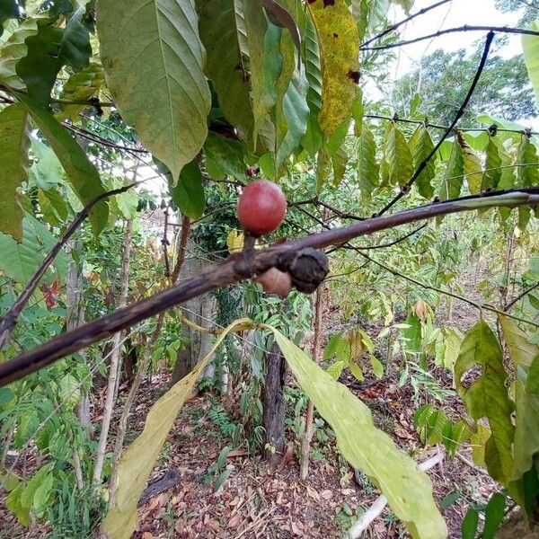 Coffea arabica Froito