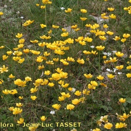 Ranunculus aduncus ശീലം