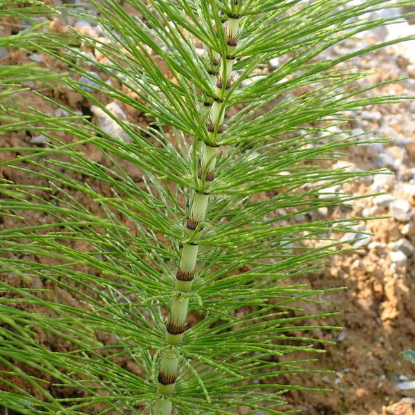 Equisetum telmateia Otro