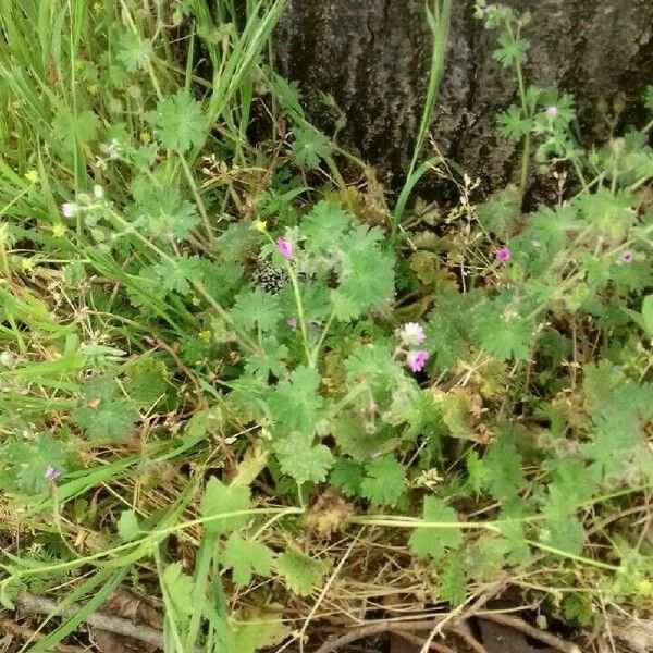 Geranium molle Plante entière