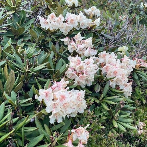 Rhododendron insigne Flower