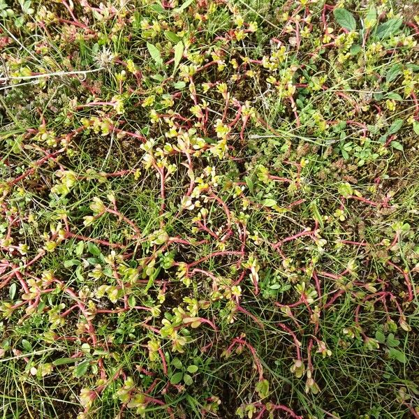 Portulaca oleracea Celota