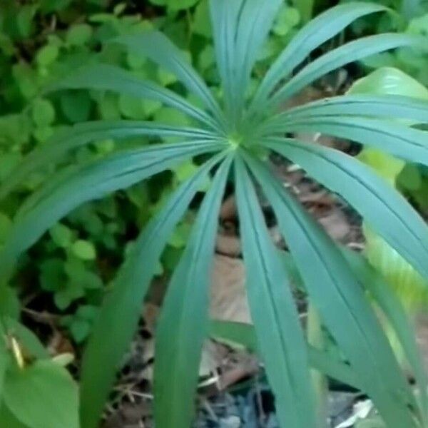 Arisaema tortuosum Foglia