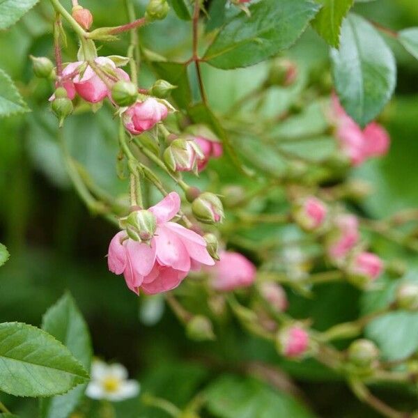 Rosa abietina Habitus