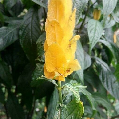 Pachystachys lutea 花