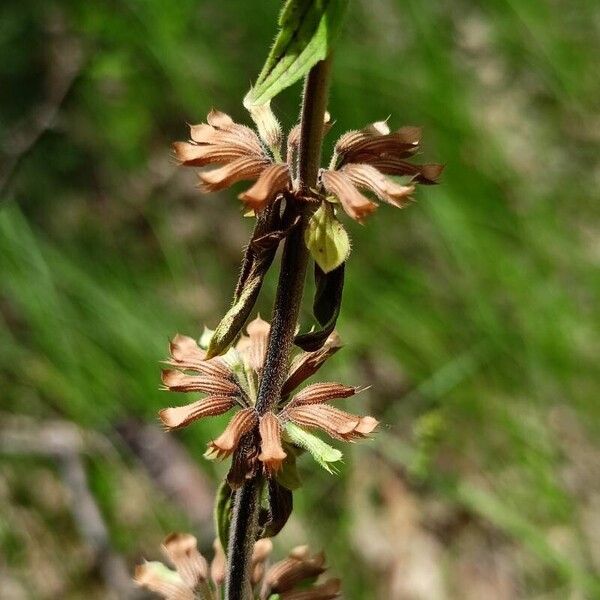 Dracocephalum thymiflorum Fruit