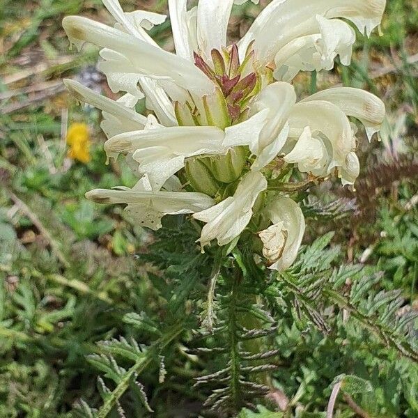 Pedicularis comosa Λουλούδι