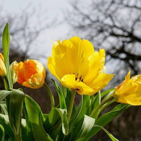 Tulipa gesneriana Kwiat