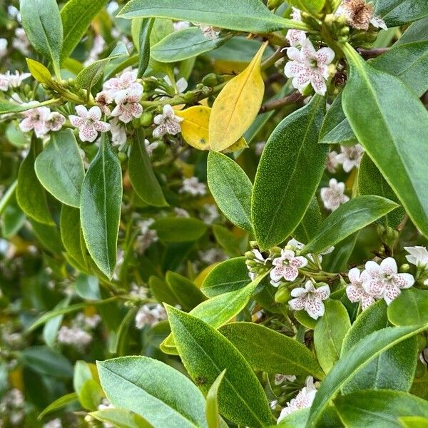 Myoporum laetum Flower