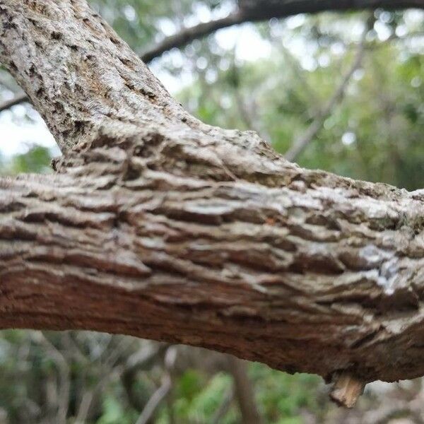 Agarista salicifolia Bark