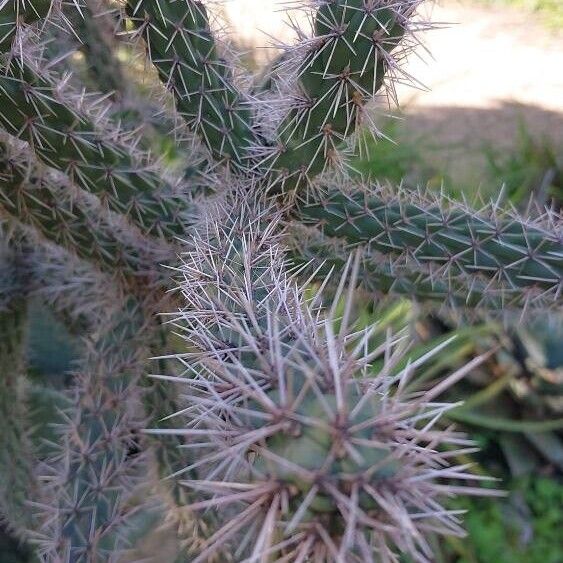 Cylindropuntia imbricata Folla