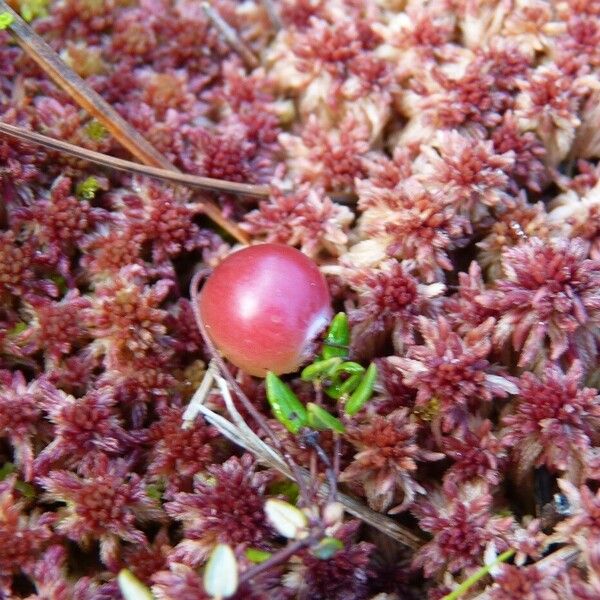 Vaccinium oxycoccos Vaisius