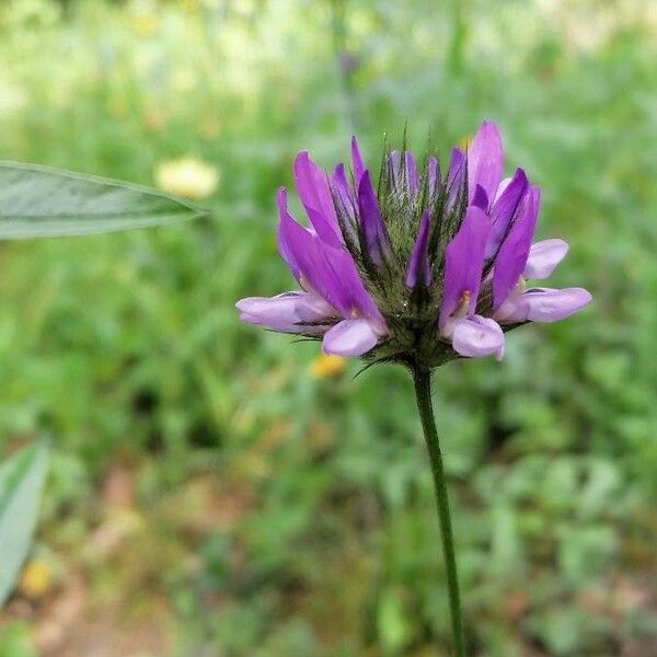 Bituminaria bituminosa Flower