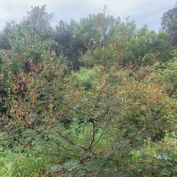 Acacia terminalis Alkat (teljes növény)