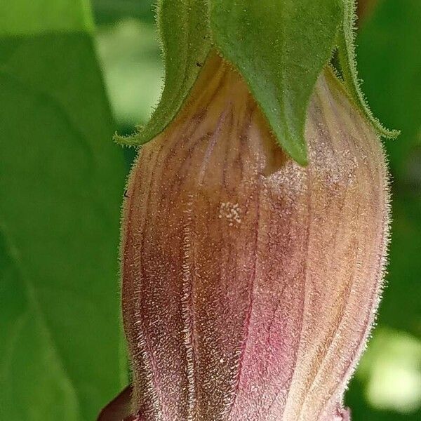 Atropa bella-donna Flower