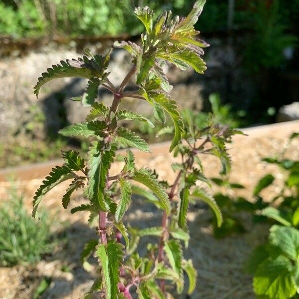 Dracocephalum moldavica Folha