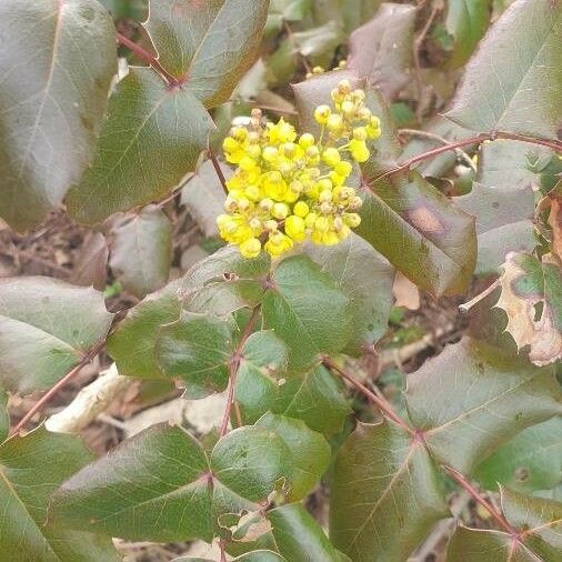 Berberis aquifolium Flower