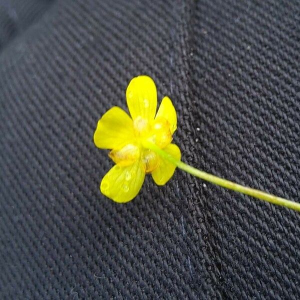 Ranunculus flammula Flors