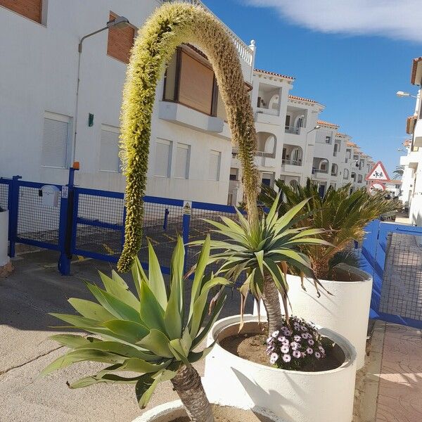 Agave attenuata Blüte