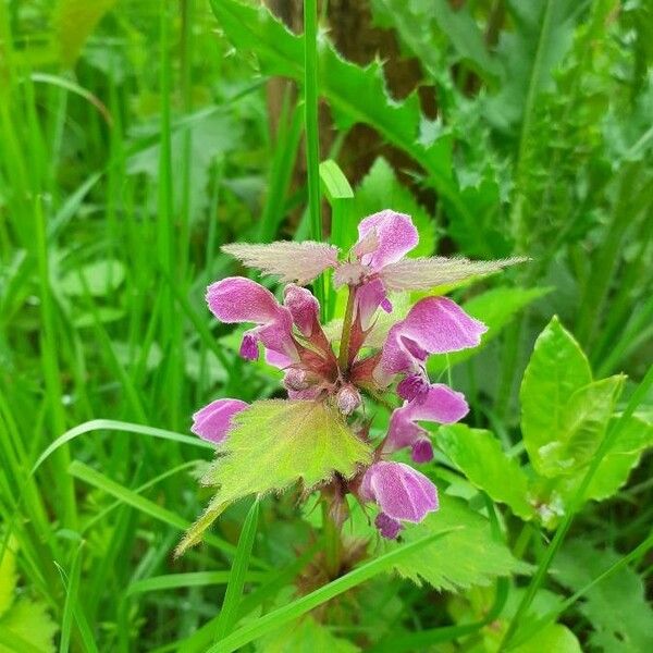 Lamium maculatum 花